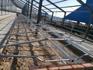 চীনে গরু বিনামূল্যে স্টল