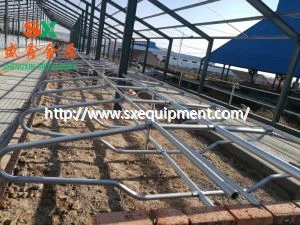 গরু বিনামূল্যে স্টল পশু খামার সরঞ্জাম
