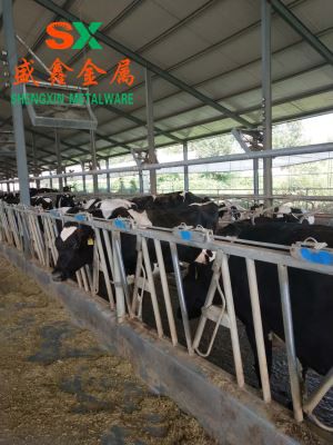 খামার গরুর মাংসের স্টল